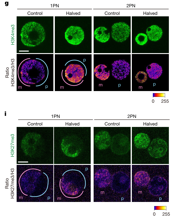 Multi-panel figure showing epigenetic differences between size-modified pronuclei