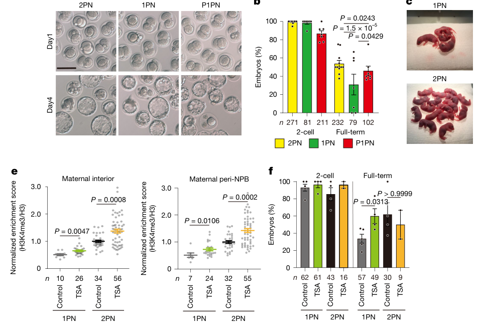 Multi-panel figure demonstrating the reduced developmental potential of 1PN