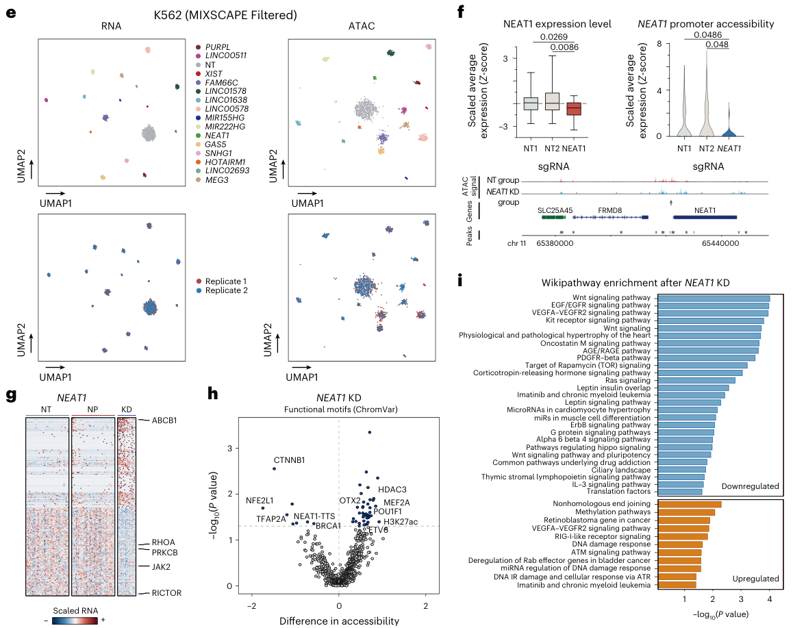Multi-panel figure showing major embeddings, NEAT1 example, and DE/DAcc for NEAT1 of K562 lncRNA perturb-multiome