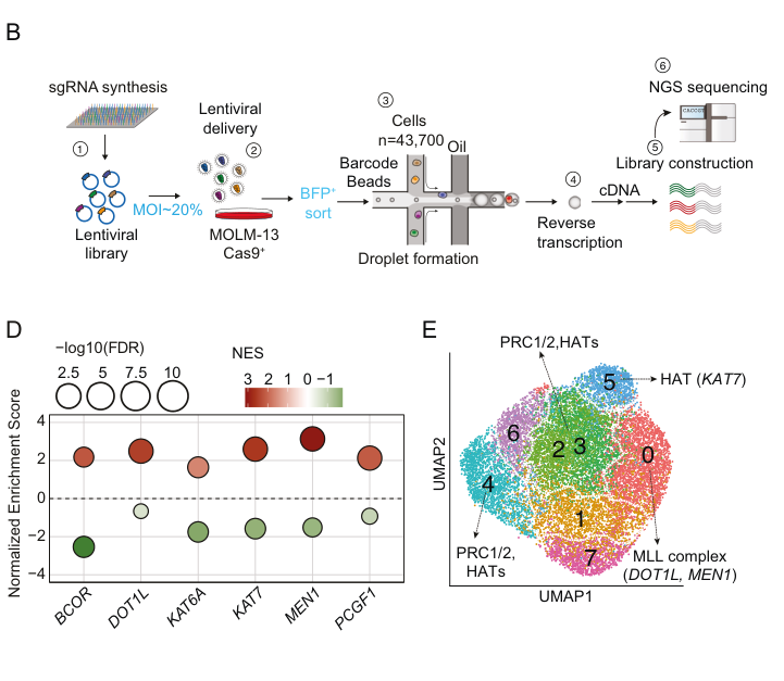 Multi-panel figure showing high-level results of perturb-seq in MOLM-13 cells