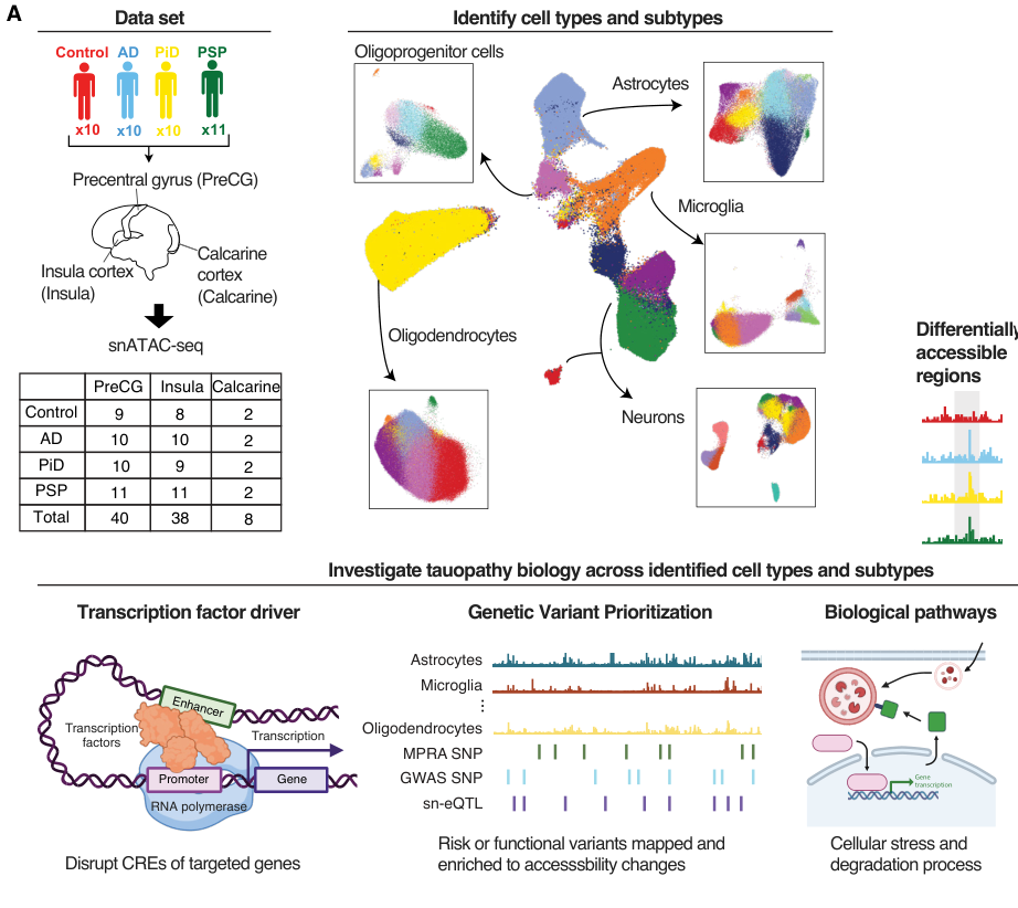 Single-Cell Chromatin and Transcriptomic Analyses of Tauopathy-affected Brains Reveal How Glial Cells Contribute