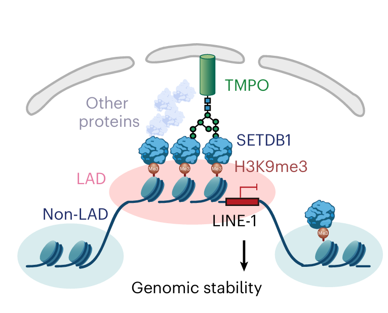 A Novel Nuclear Role for Polysaccharides: Regulating the Chromatin Landscape