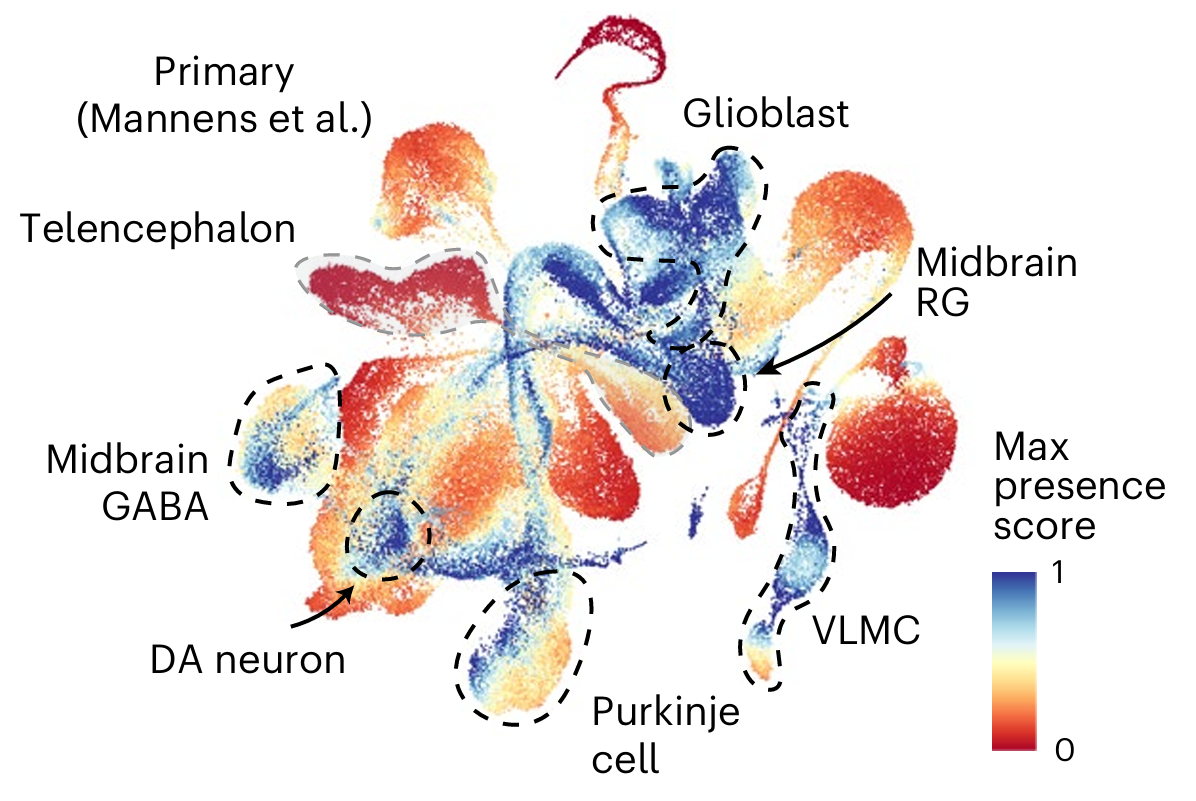 Can Single-Cell Transcriptomic and Epigenetic Analyses Help Develop More Faithful Brain Organoids?