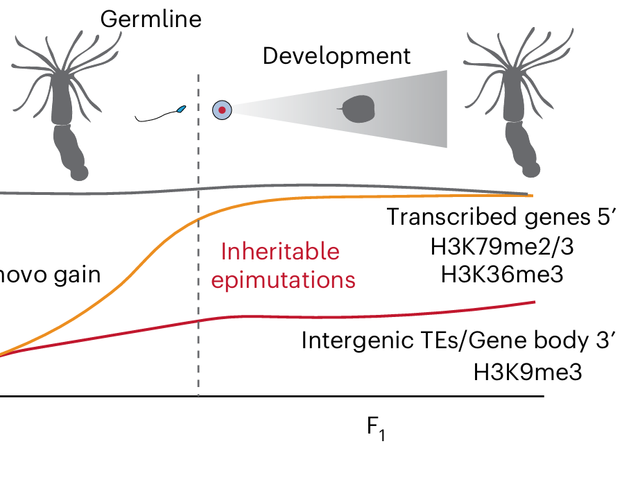 Distinct Roles for DNA Methylation in Invertebrates