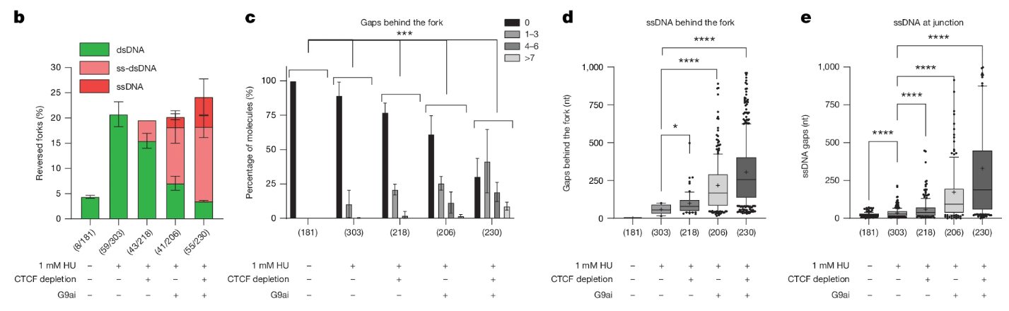 Multi-panel image showing bar plots counting reversed forks and their degradation across conditions