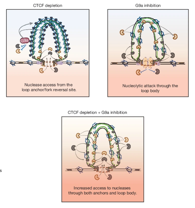 Replication Stress Induces Genome Organization via EHMT2 and CTCF