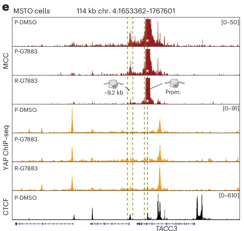 "Promoter Reinforcement" Revealed as a New Therapeutic Resistance Mechanism