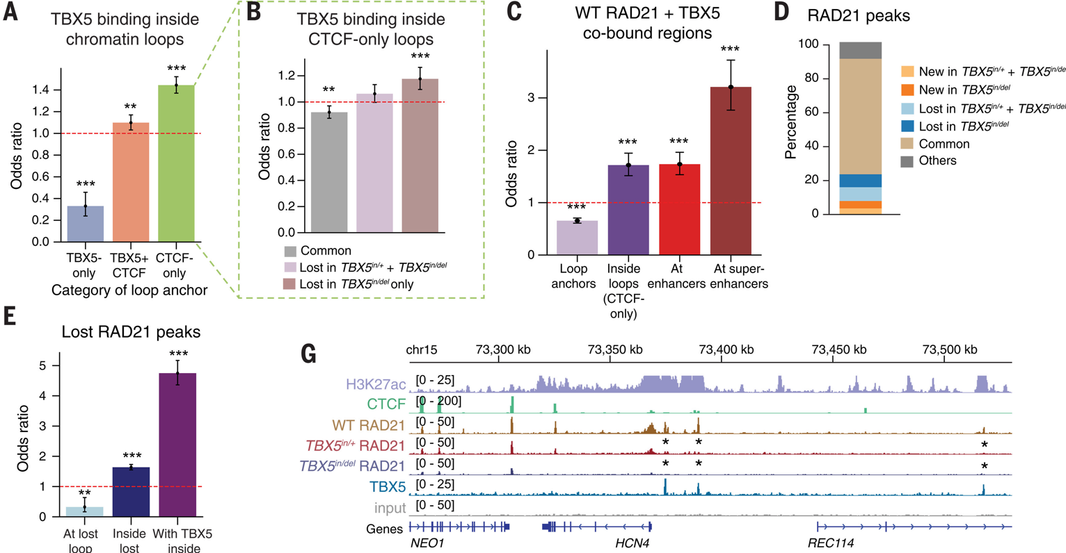 Multi-panel image showing co-occupancy of TBX5 with other proteins